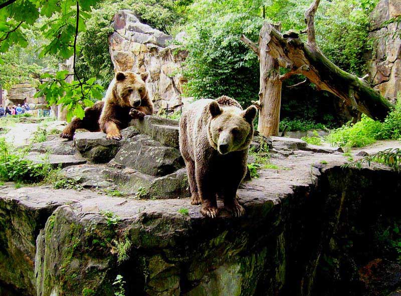 דובים בגן החיות של ברלין