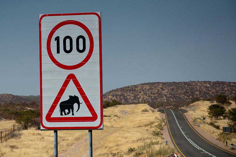 פילים בדרך. סעו לאט!