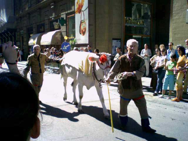 הפרס - פרה מגזע קיאנינָה