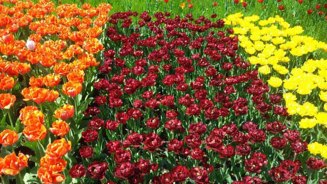 צבעונים בפארק בריץ