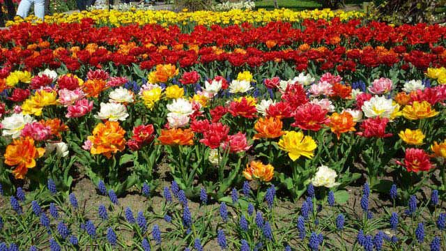 שדות ססגוניים