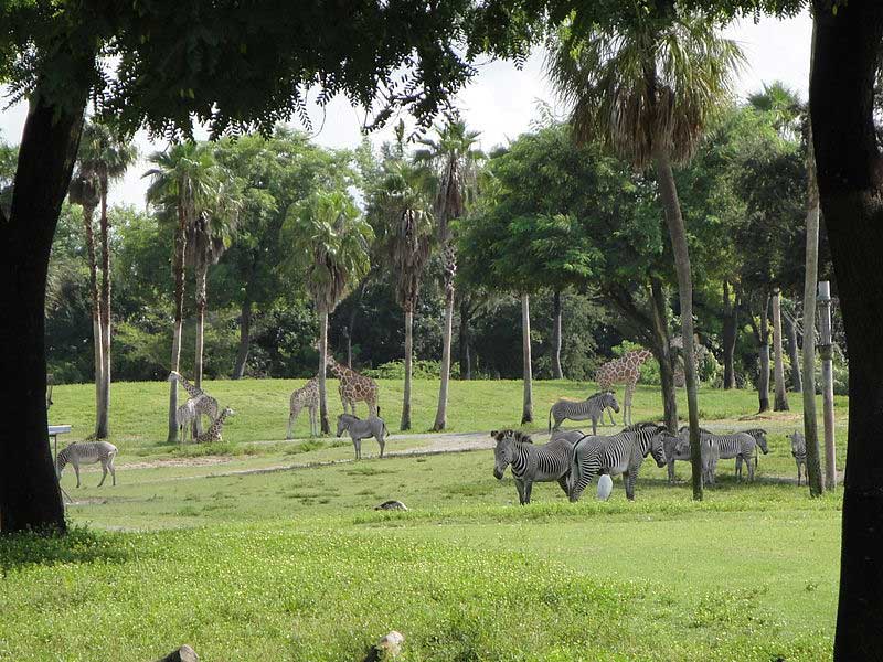 מישורי סרנגטי במתחם פארק השעשועים בוש גארדנס