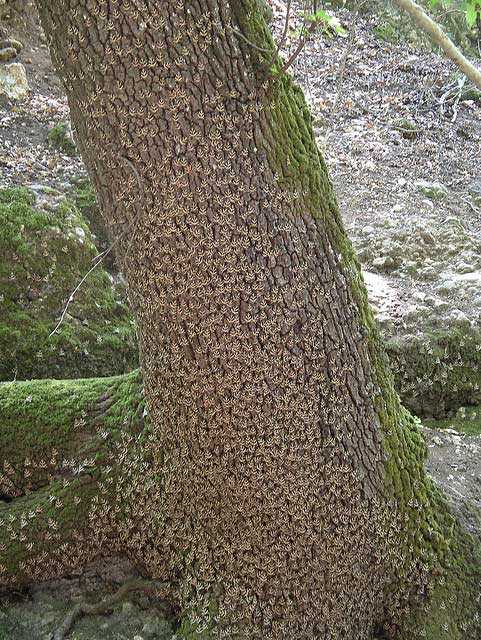 הפרפרים נצמדים לגזעי העצים ולסלעים