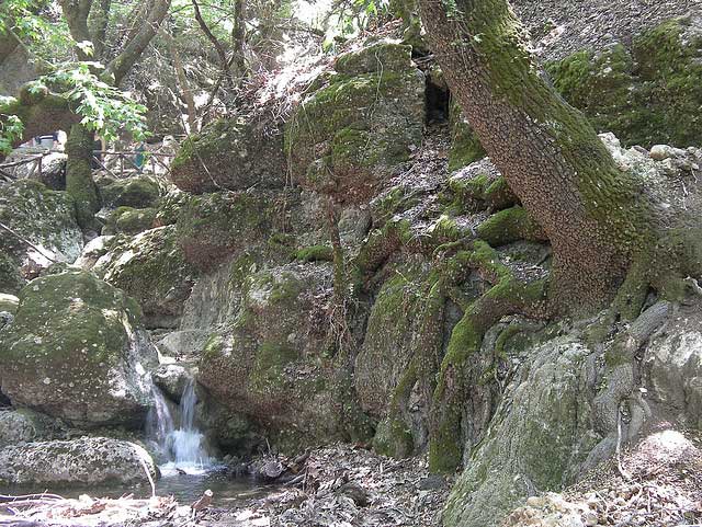 נחלים מתפתלים, מפלי מים קטנים ואלפי פרפרים