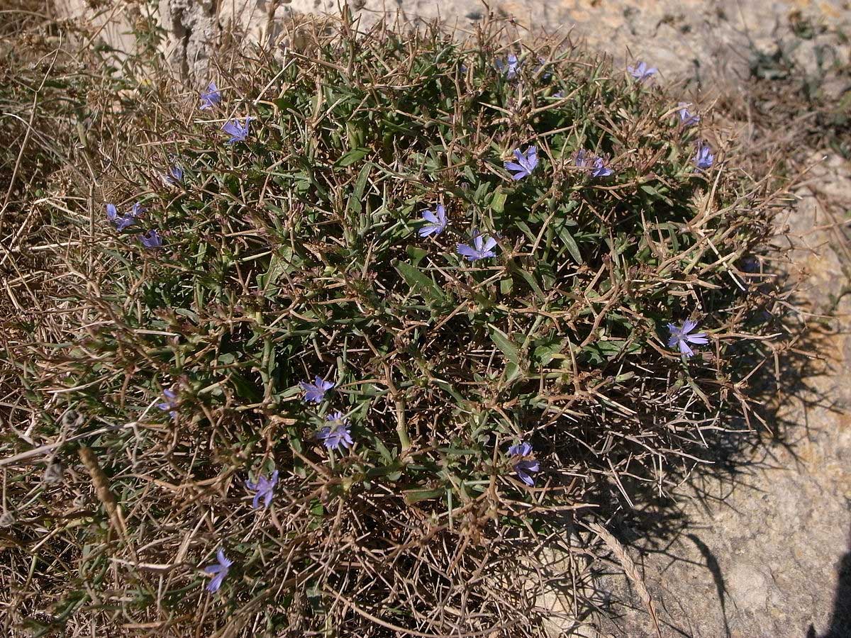 הצמח Cichorium spinosum (ביוונית: Stamnagathi) מהווה רכיב חשוב במטבח המסורתי של כרתים