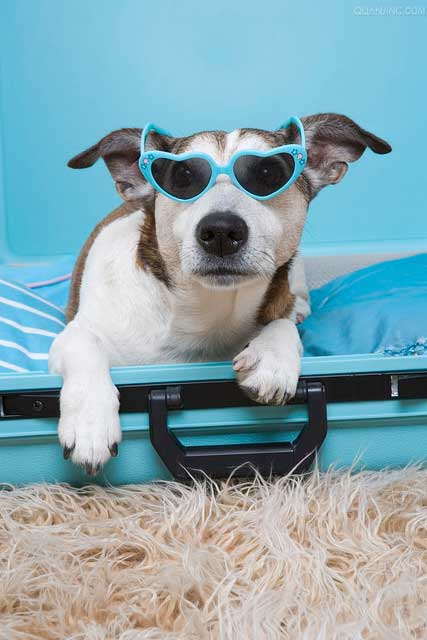 נופש בחו"ל עם הכלב