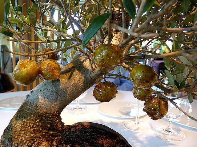 זיתים מקורמלים על עץ בונסאי