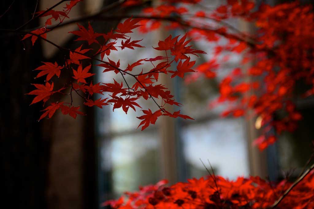 נוף ארגמן ביפן