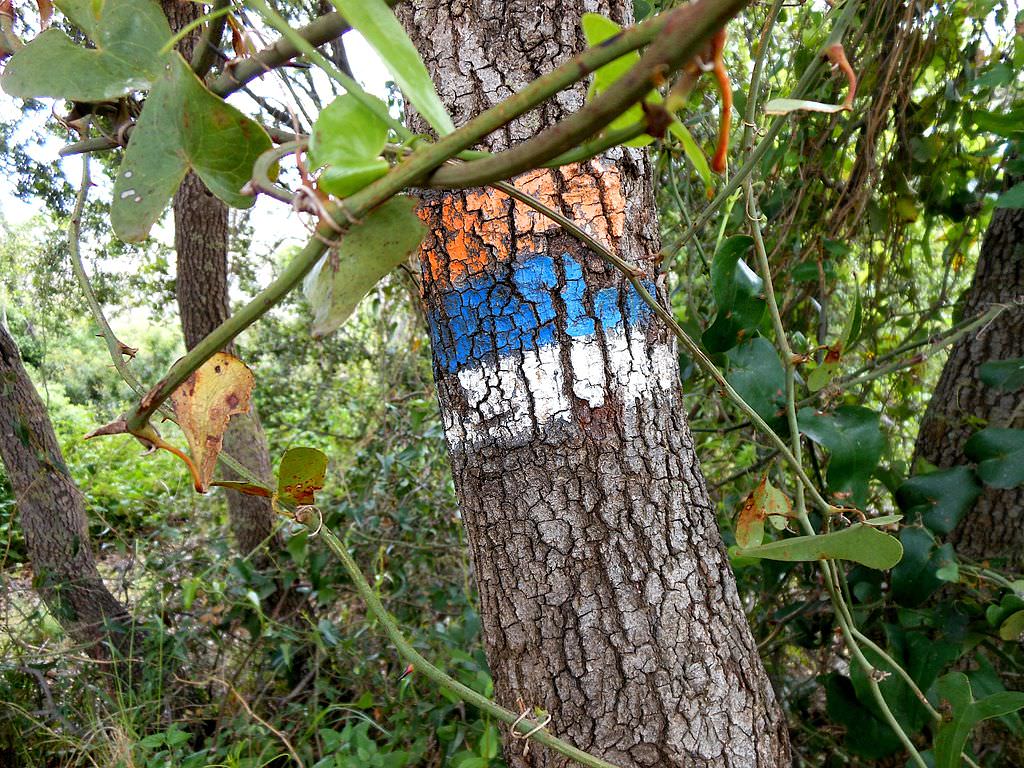 איך ללכת בשביל ישראל?